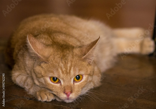 Portrait of the brown cat with a golden eyes laying on the floor © Adam