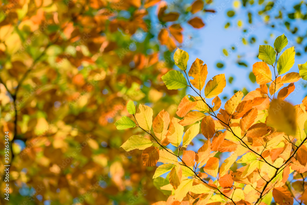 Fototapeta premium fall colours