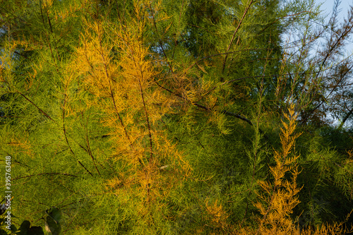 Multicolored yellow and green branches of Tamarix tetrandra or Four Stamen Tamarisk against blue autumn sky. Close-up. Perfect gentle natural concept for autumn background design. Place for your text.