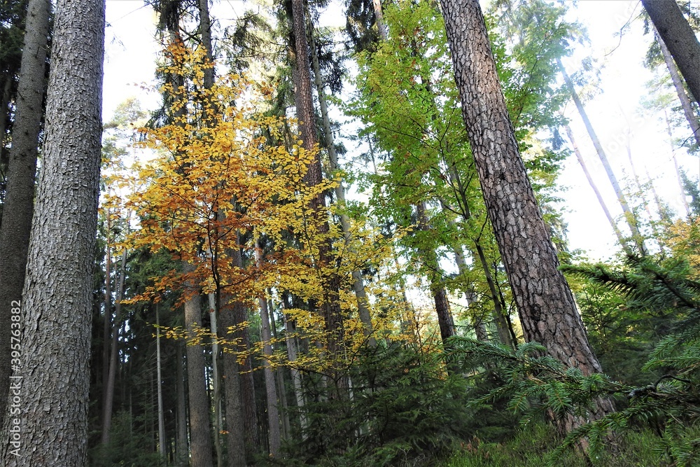 Obraz premium Wald, Herbst