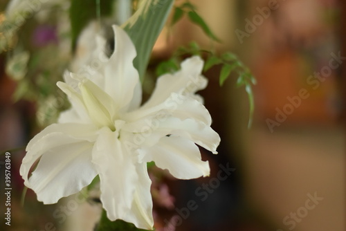 Fototapeta Naklejka Na Ścianę i Meble -  白い花
