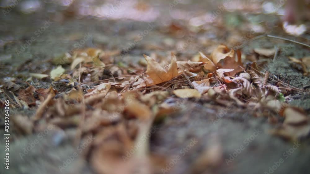 Autumn leafs on the ground flutters in the wind with web aroung. Close up video of the autumn leafs in the forest. Autumn leafs on the ground flutters in the wind with web aroung. Close up video of the autumn leafs in the forest.