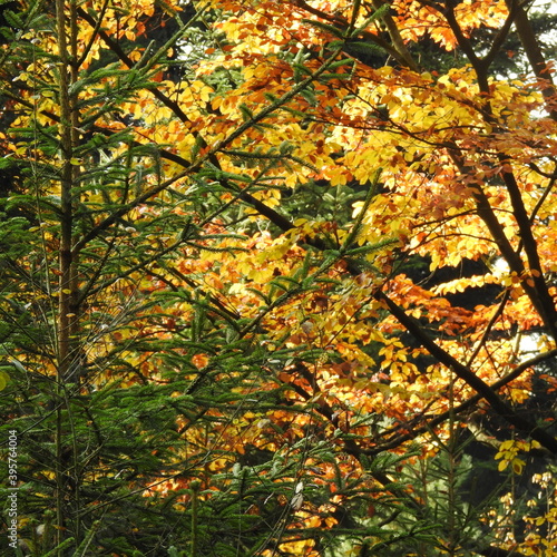 Herbst, Wald
