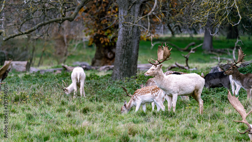 Deer and calf in the countryside