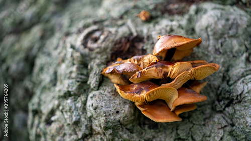 Mushrooms growing on a tree 