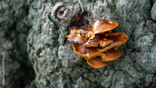 Mushrooms growing on a tree 