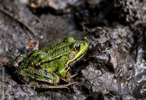 Принти на полотні Green frog in a mud