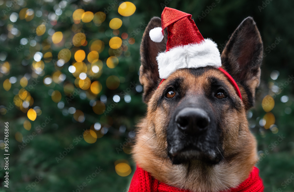 Meet the new year with man's best friend dog. Charming black and red German shepherd in red Santa Claus hat sits under Christmas tree with bright yellow lights from garland. Meet the new year with man's best friend dog. Charming black and red German shepherd in red Santa Claus hat sits under Christmas tree with bright yellow lights from garland.