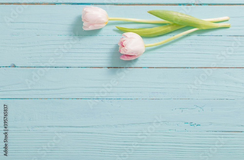 two tulips on blue mint wooden background