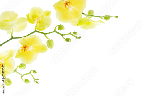 yellow orchids  isolated on white background © Maya Kruchancova