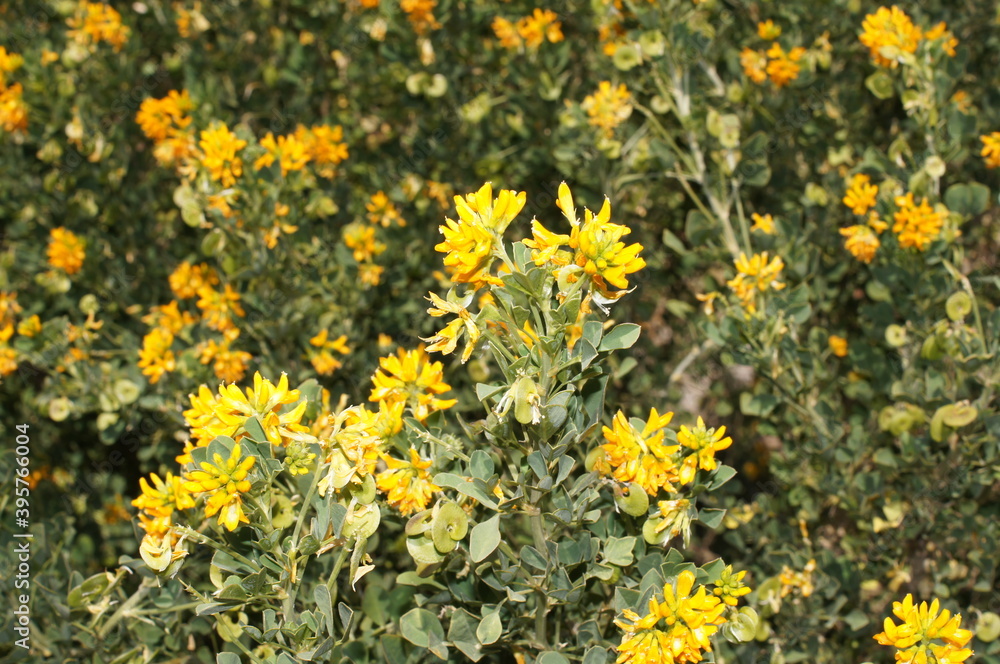 Tree Medick (Medicago arborea)