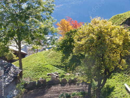 ausserberg, valais, swiss photo