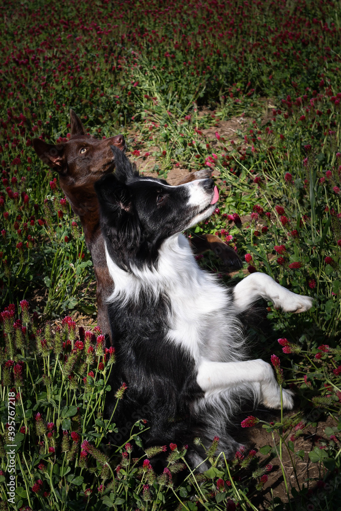 Obraz premium Adult border collie is in crimson clover. He has so funny face.