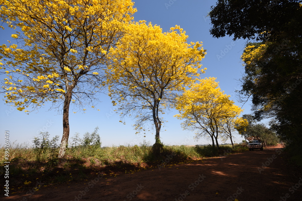 Fototapeta premium yellow ipe