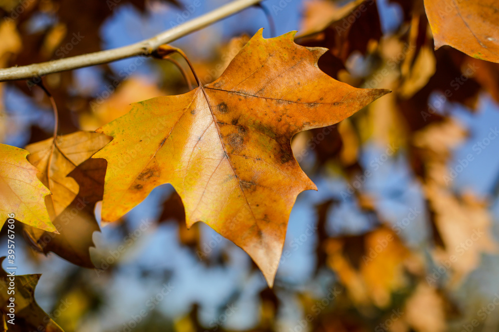 Details with autumn maple leaves and fruits under the light of a November day sun.