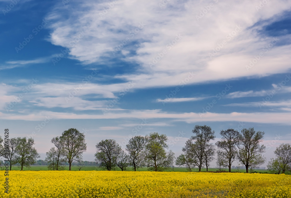 spring yellow blooming rapeseed fields. Spring landscape.
