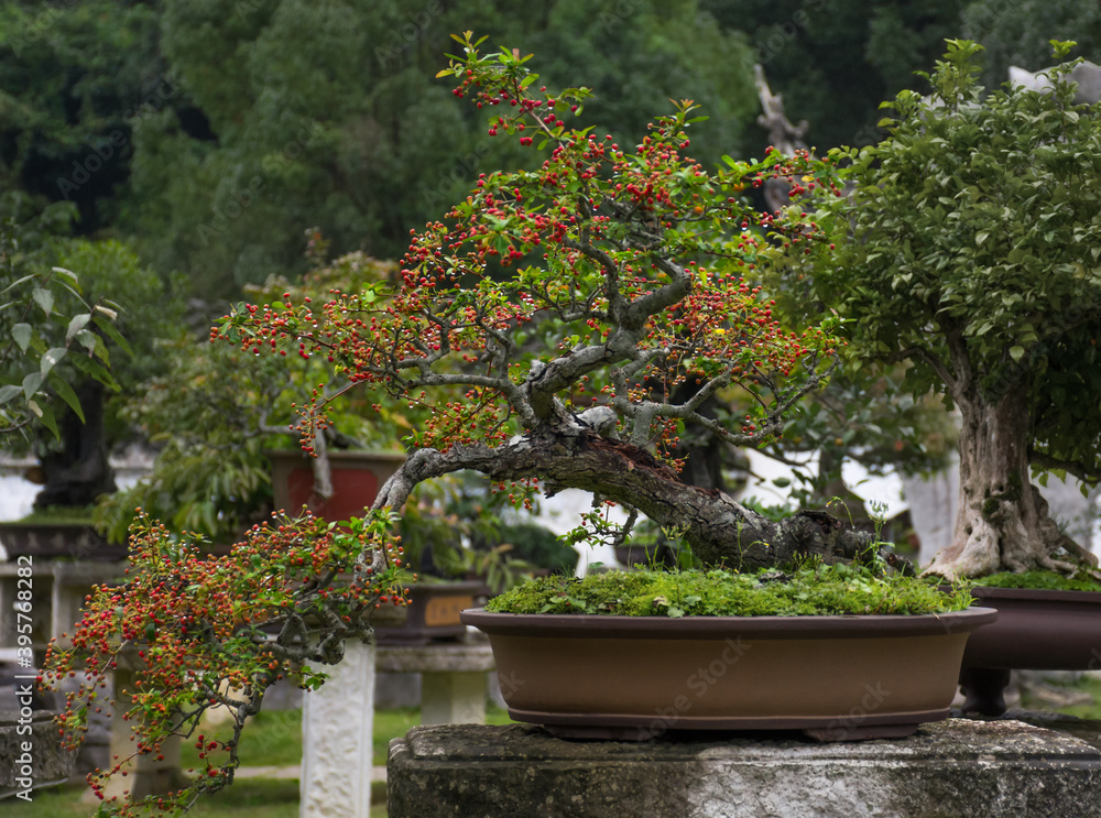 Beautiful bonsai,red berries and dewdrops. Beautiful bonsai,red berries and dewdrops.
