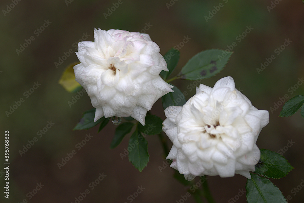 Obraz premium white flowers