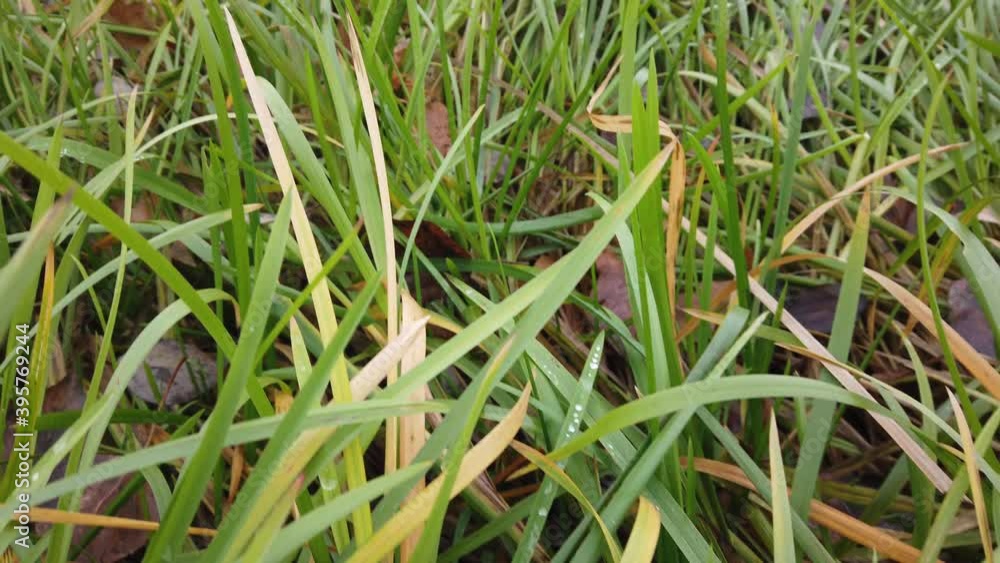 Wind swaying autumn grass, autumn grass close-up Wind swaying autumn grass, autumn grass close-up