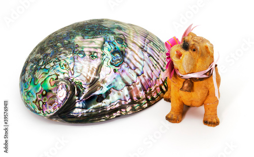 shell and dog on white background