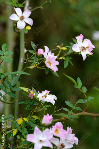 flowers in the garden