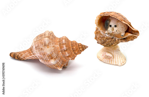 seashell and puppy in seashell on white background