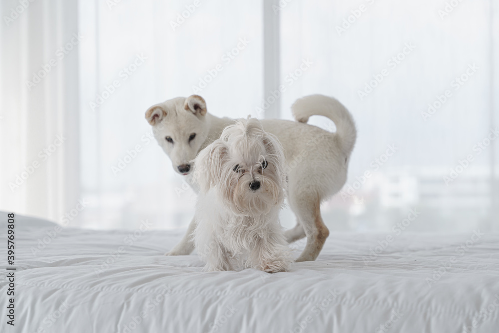 portrait of two little small white dog puppy playing together on bed