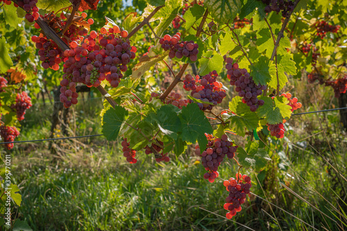 Heiligenstein, France - 09 19 2019: Bunches of grapes along the wine route at sunset