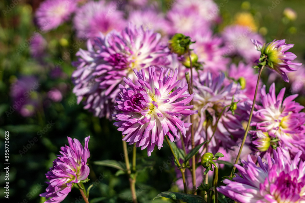 Multicolored dahlia (white, violet/white) in October sunny morning.2020. On the side. Multicolored dahlia (white, violet/white) in October sunny morning.2020. On the side.