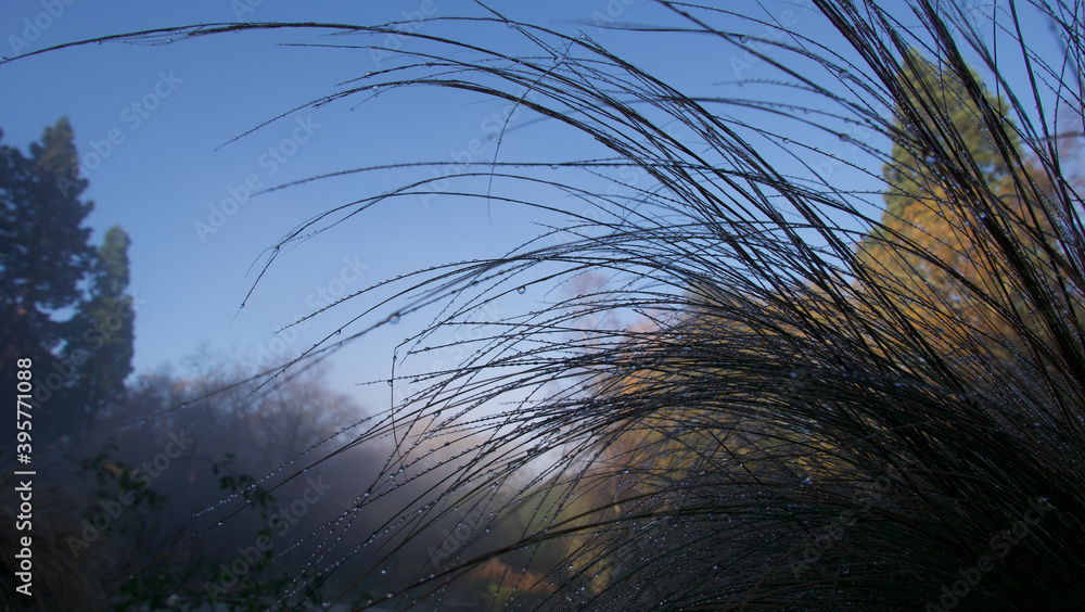 Dew drops on ornamental grass on misty morning with blue sky Dew drops on ornamental grass on misty morning with blue sky
