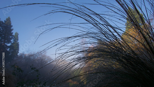 Dew drops on ornamental grass on misty morning with blue sky