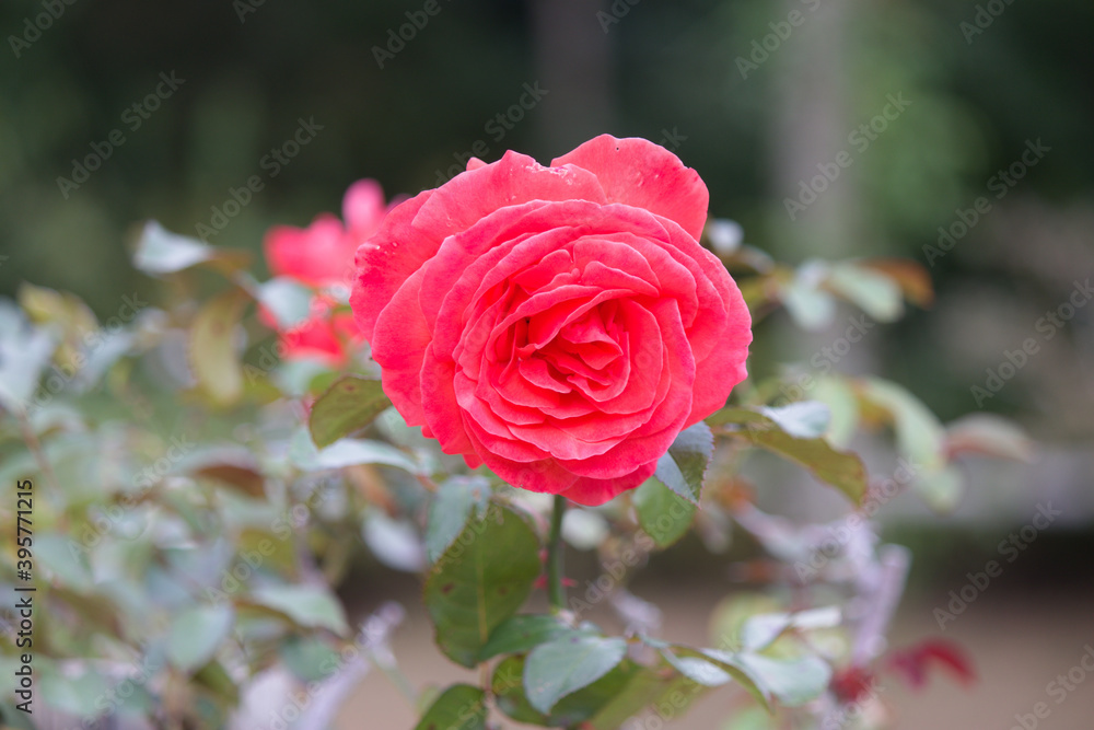 道端に咲く赤色の薔薇の花。秋。
Red rose flower that blooms in autumn.
Flowers blooming on the roadside. 道端に咲く赤色の薔薇の花。秋。
Red rose flower that blooms in autumn.
Flowers blooming on the roadside.