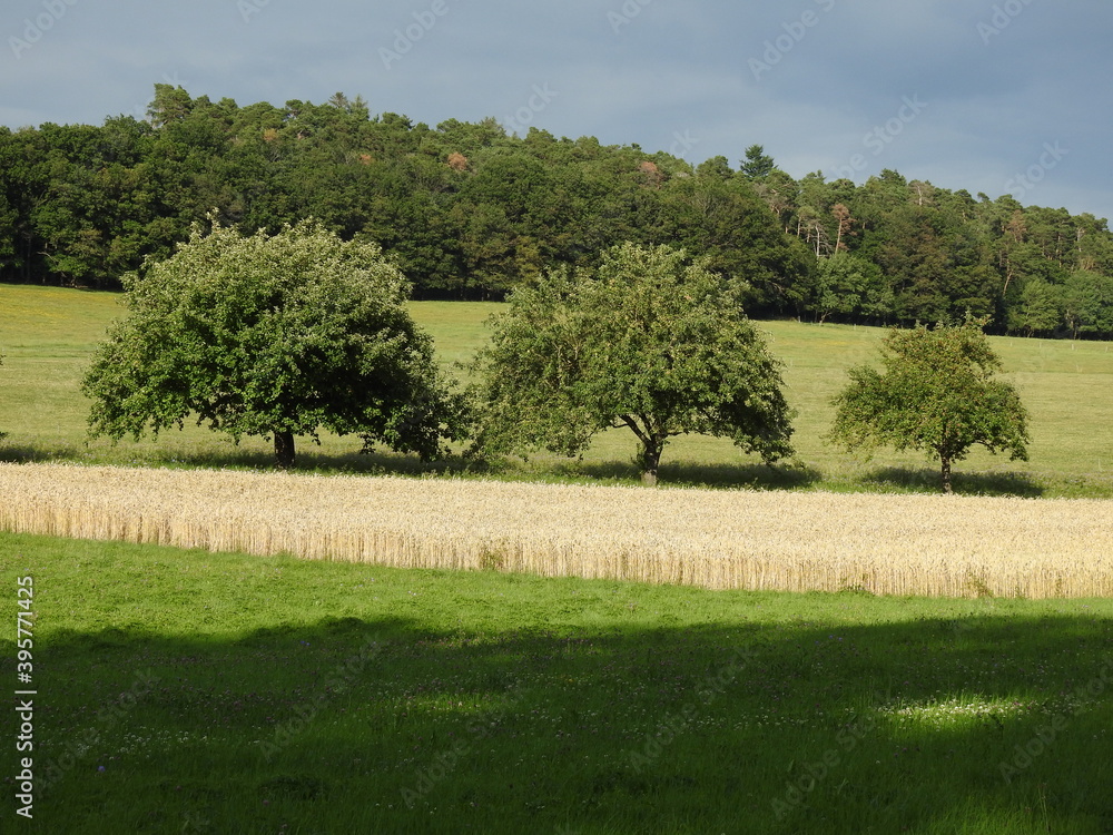 Obraz premium Landschaft, Getreide, Baum