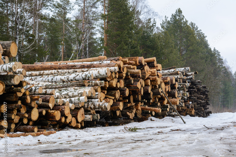 Freshly chopped pine and birch tree logs stacked up on top of each other in a pile. Harvest of timber in the winter.