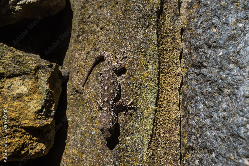A common wall gecko, also known as Moorish Gecko, camouflages itself on a rock near a village in Portugal. A common wall gecko, also known as Moorish Gecko, camouflages itself on a rock near a village in Portugal.