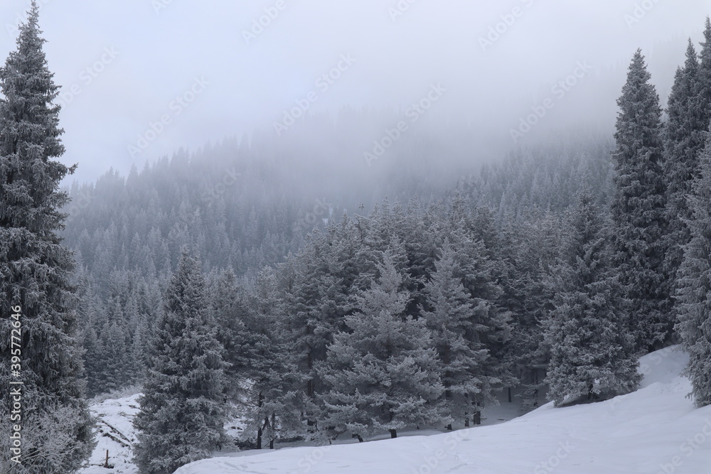 snow covered trees snow covered trees