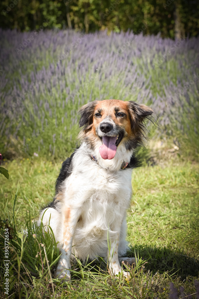 Black and white Bohemian Spotted Dog is sitting in levander. She is so cute dog Black and white Bohemian Spotted Dog is sitting in levander. She is so cute dog