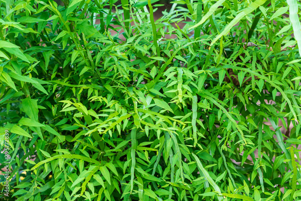 Tapeworm plant (Muehlenbeckia platyclada) - Florida, USA