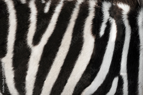 a zebra skin texture background