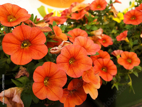 Close up of orange petunia or calibrachoa flowers.
