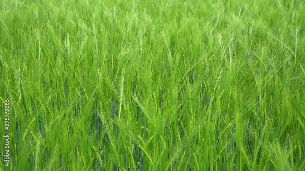 Junge grüne Gerste - Pflanzen auf einem Feld in Nahaufnahme von oben Junge grüne Gerste - Pflanzen auf einem Feld in Nahaufnahme von oben