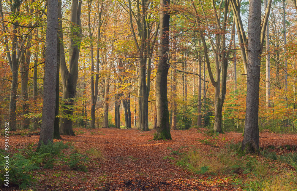 Autumn forest with ground covered in brown fallen leaves.