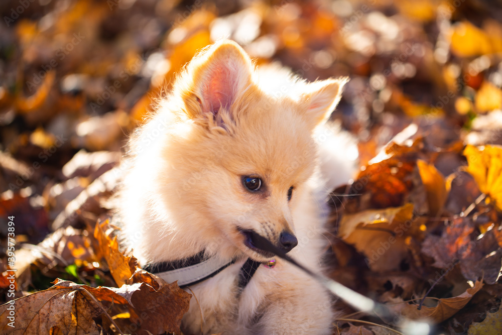Pomeranian puppy in the foliage, sweet dog Pomeranian puppy in the foliage, sweet dog