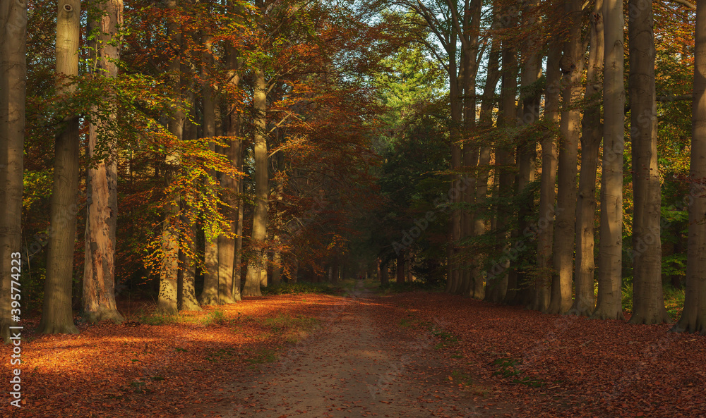 Path in sunny autumn woodland.