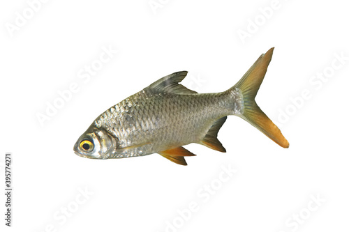 Thai Carp Fish or Red Tinfoil Barb (Barbus altus) fish isolated on white background