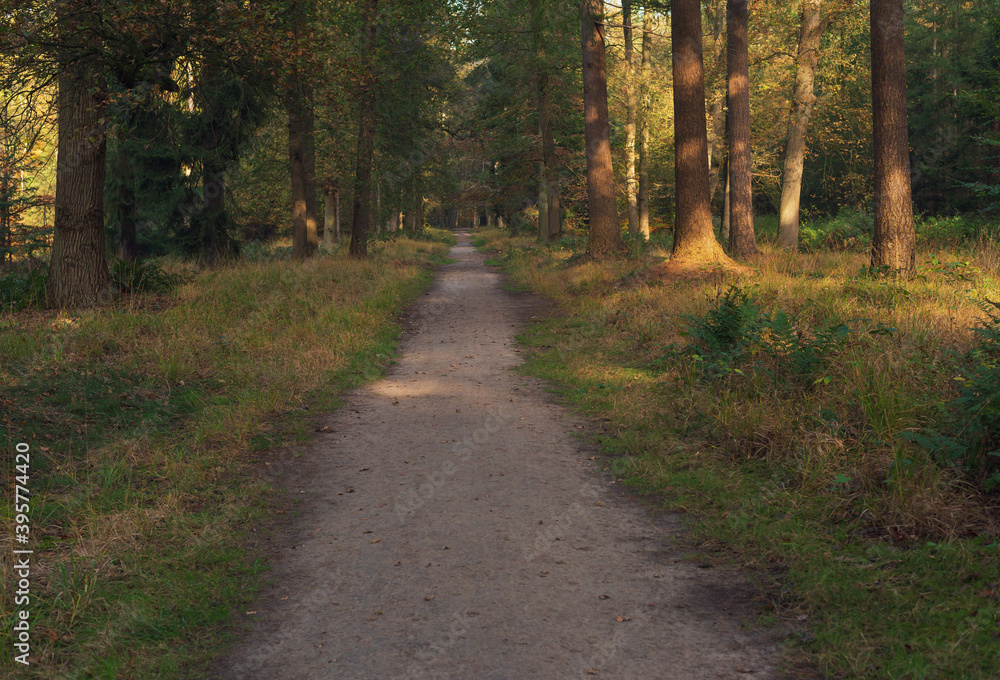 Path in sunny autumn forest.