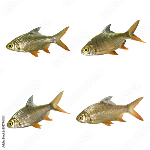 Set of Thai Carp Fish or Red Tinfoil Barb (Barbus altus) fish isolated on white background