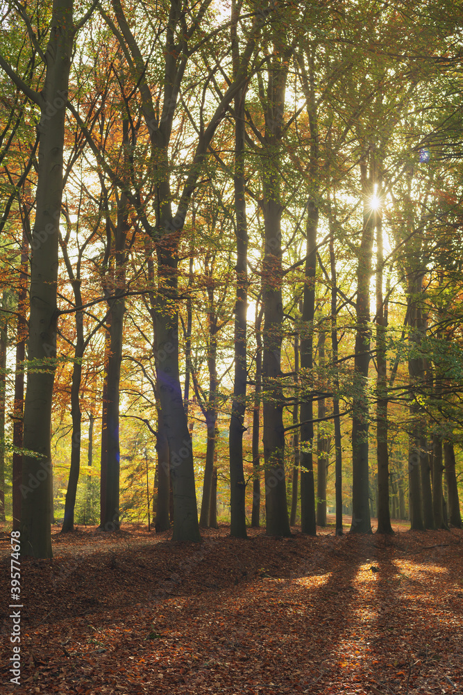 Sunlight through trees in autumn forest.