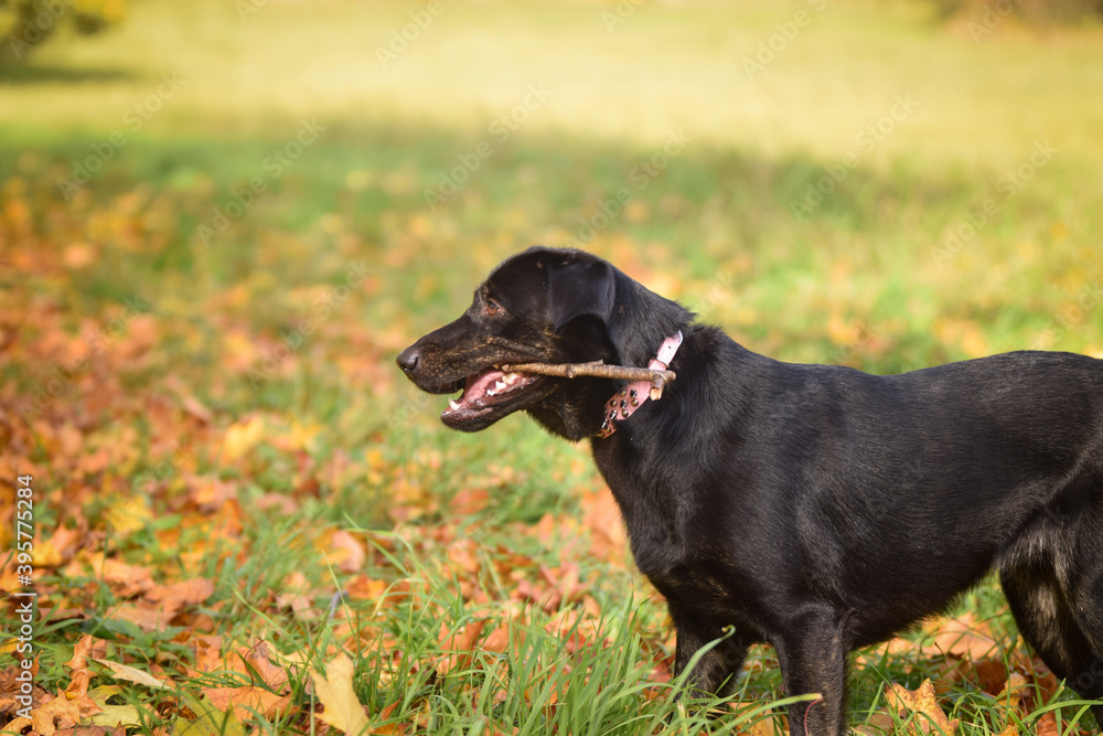 Black dog is standing in autumn nature. She is so cute dog. Black dog is standing in autumn nature. She is so cute dog.