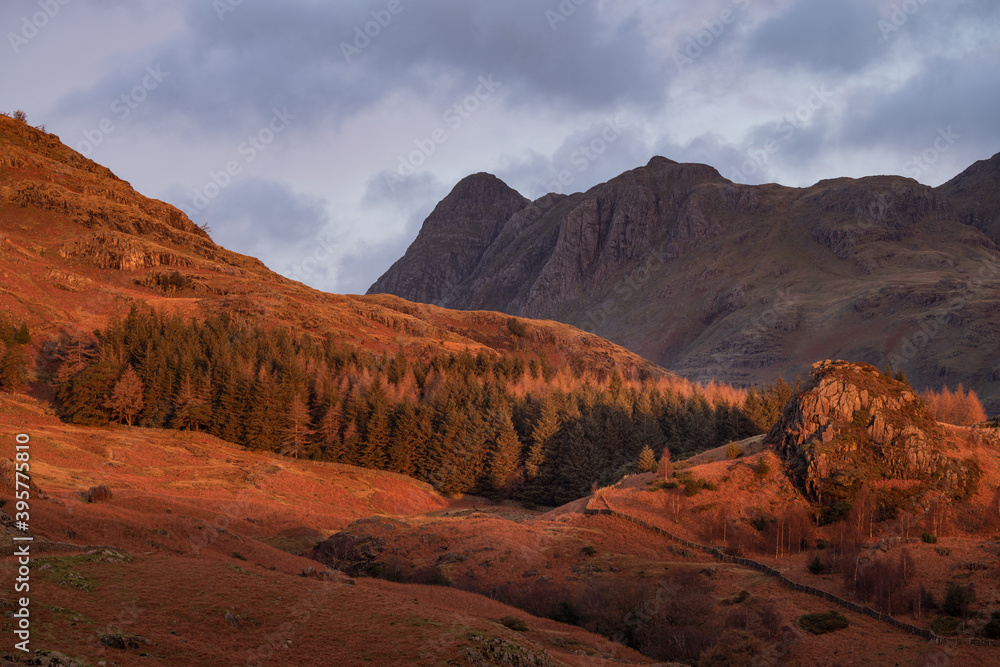 Alpine forest at sunrise with Cumbrian mountains. Taken in the Langdale Valley, Lake District, UK.